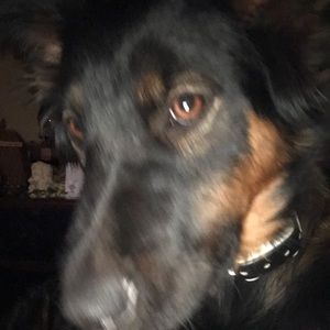 Meet your Posher, Dana